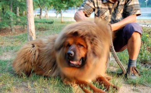 藏獒和比特谁厉害,要用事实数据说话