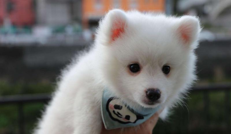银狐犬喜欢吃什么?喜欢的东西可多了