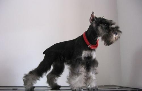 迷你雪纳瑞和标准雪纳瑞的区别，谁才是纯的？