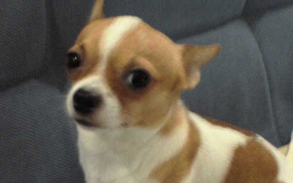 吉娃娃会咬人吗？咬人的话怎么改呢