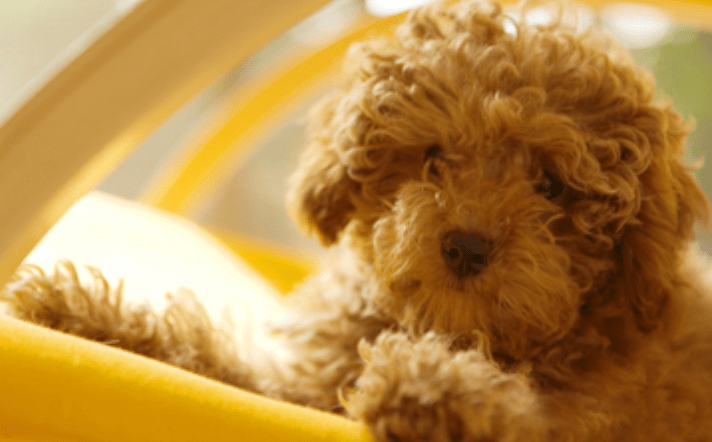 贵宾狗多少钱,不想被坑赶紧来看