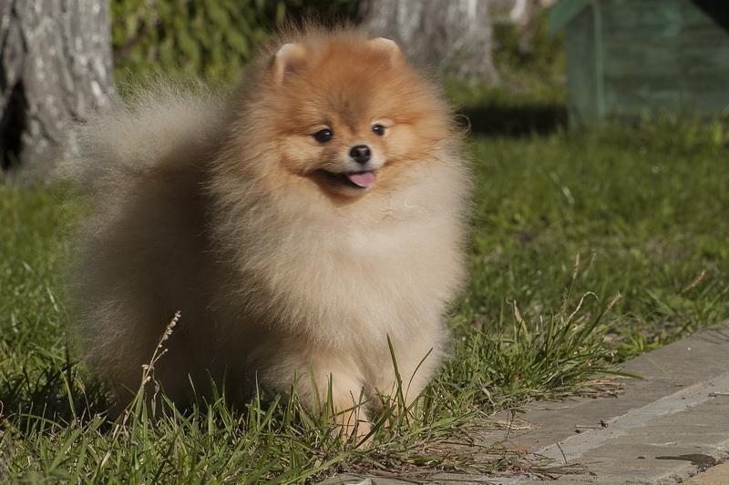 博美螨虫皮肤病怎么治？分几个步骤来