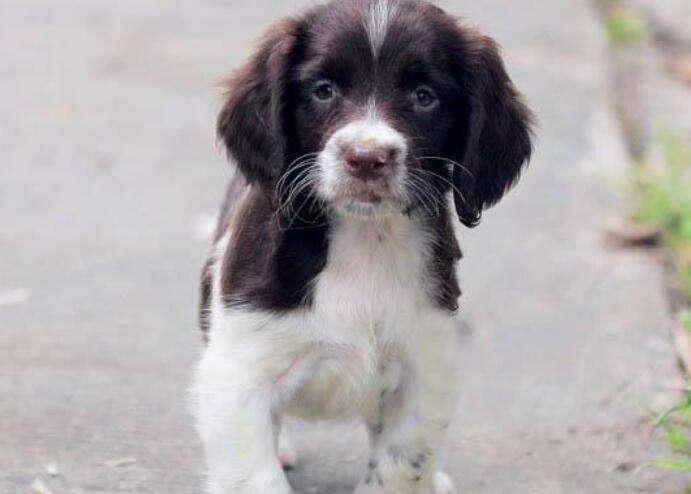 如何判断史宾格犬纯种,仔细观察这几处地方