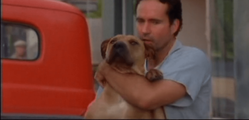 关于比特犬的电影，凶猛中不失温馨