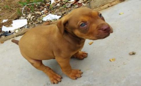 藏獒和比特谁厉害,要用事实数据说话