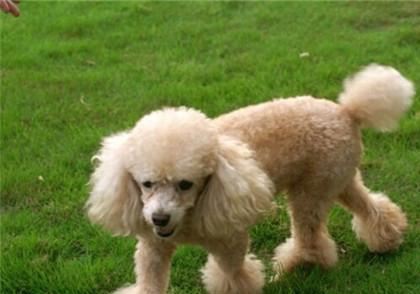 贵宾犬怎么喂养,全面正确的喂养方法