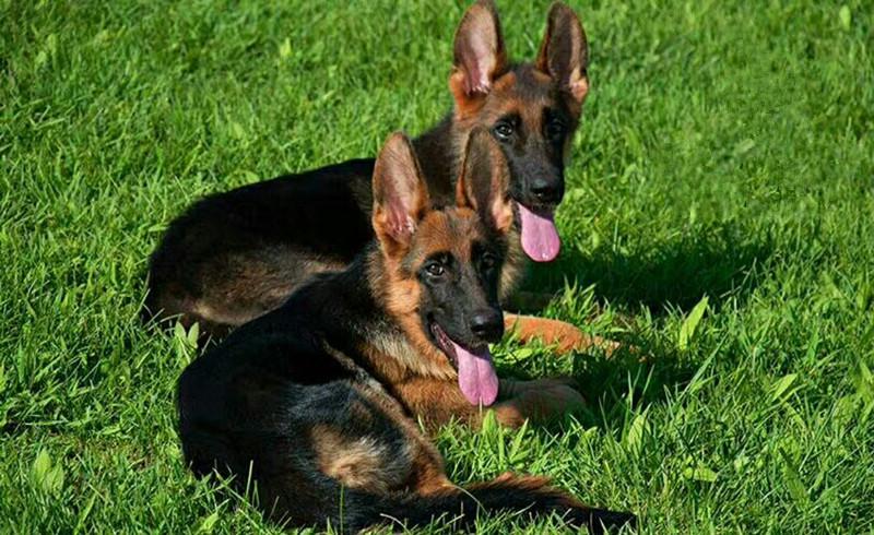 德国牧羊犬咬人吗?看完再下结论