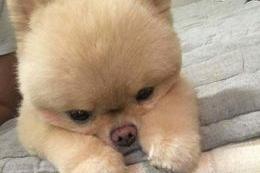 博美鼻头干怎么回事,检查下是不是这些原因