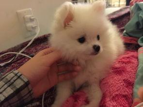 博美犬一胎产几只?一般是三五只