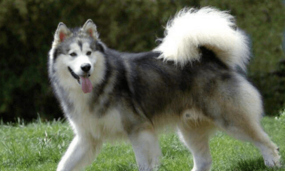 阿拉斯加吃什么好？只要是利于身体的都可以