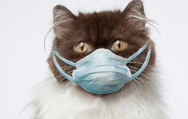 小猫打喷嚏流鼻涕，不排除有这些原因