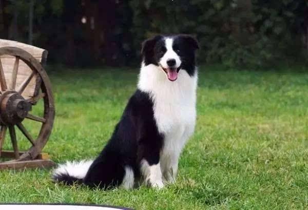 边境牧羊犬和史宾格哪个好?理性且全面的来对比一下