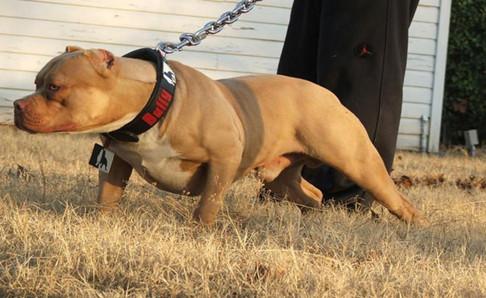 比特犬能打过狼吗?打一架就知道了