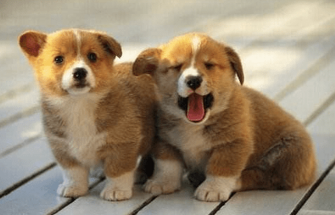 狗狗能活多少年 居然只有这么短的寿命!