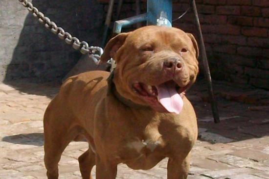 比特犬为什么见狗就咬?天生就是这种性格