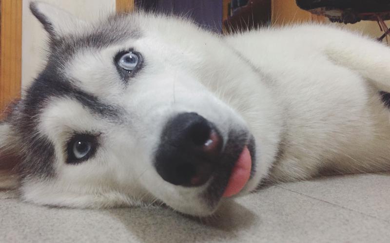 狗狗不吃狗粮怎么办?是不是这些方法不对