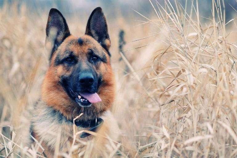 边境牧羊犬一天吃多少?根据阶段大致是这样的