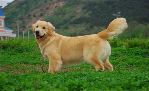 金毛成犬狗粮哪种好?只买对的不买贵的
