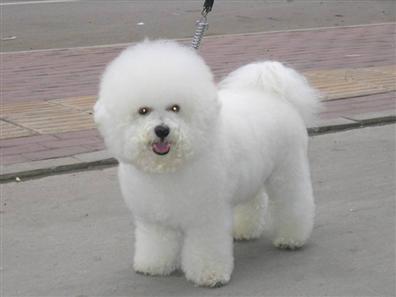 比熊犬好训练吗?掌握技巧无难事