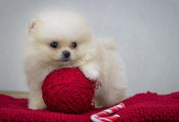 博美犬饿了会干呕么？正常来说是不会的