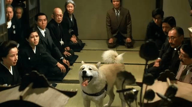 关于狗狗的感人电影?这些电影你看了吗