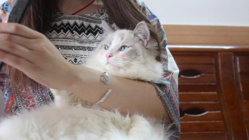 对猫过敏的症状,表现在以下几个方面