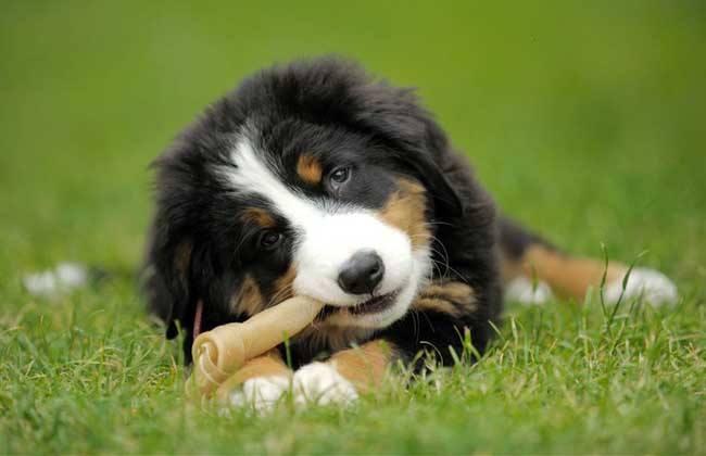 伯恩山犬掉毛吗?看你如何打理
