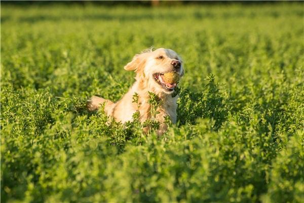 金毛犬的缺点有哪些?其实这是共性