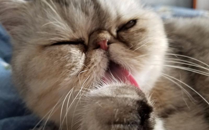 猫能吃狗粮吗？当然是不可以的