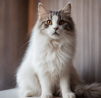 猫咪干呕、声音沙哑的潜在原因