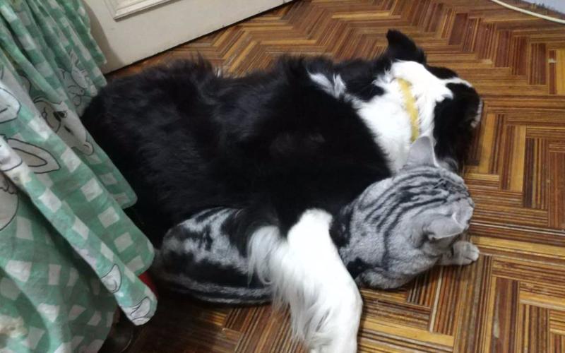 怎么训边境牧羊犬上厕所，就该要这样一步一步的来