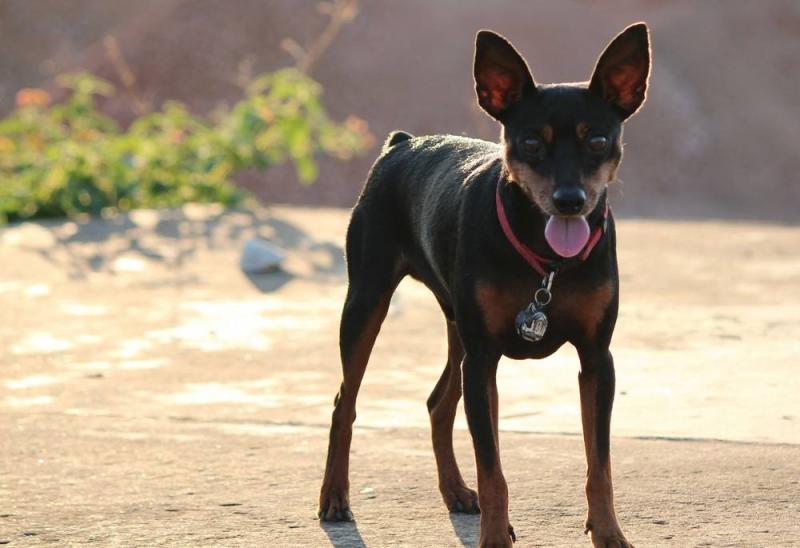 鹿犬怎么看纯不纯,来仔细看看这几处地方