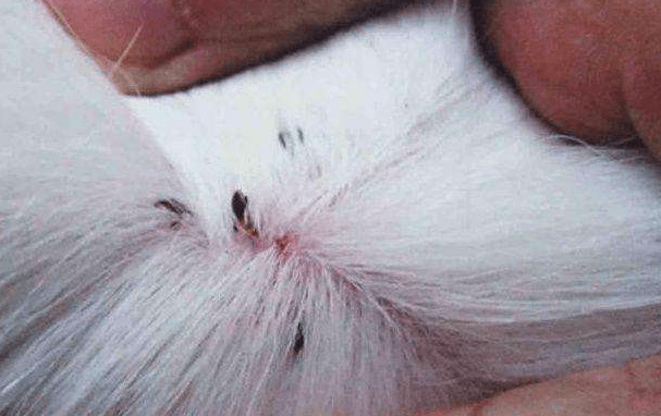 狗狗身上有虱子怎么办？治标又治本的方法要知道一些