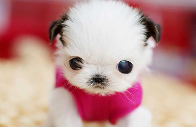 茶杯犬有多大,小小身体大大的爱