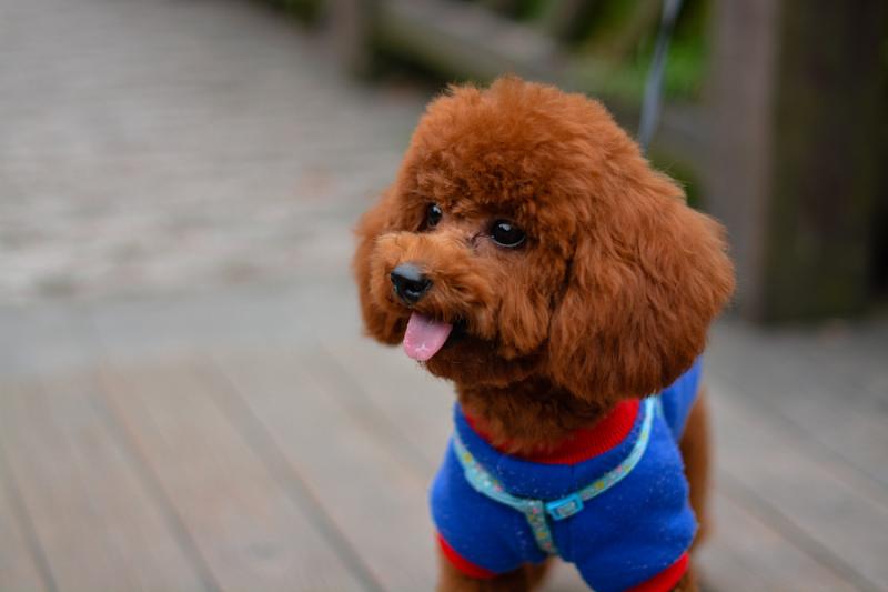 泰迪犬大小便训练,这些方法可以试试