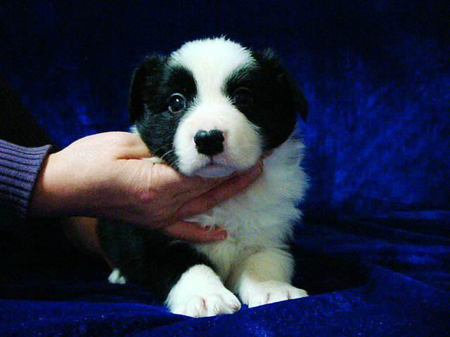 如何判断边境牧羊犬怀孕,注意观察这几点