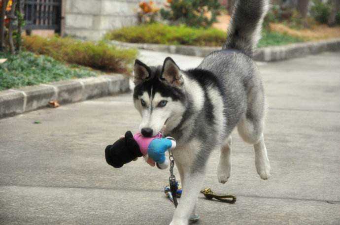 哈士奇该怎么训练,这七招必须了解