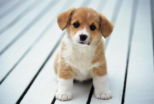 狗狗发烧症状,这几点最明显