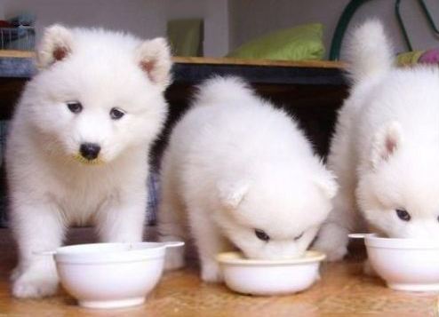 小狗有点拉稀怎么办 宠舍专家教你对症下药