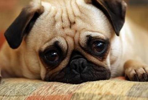 狗狗有泪痕怎么办？一定要先搞清楚缘由