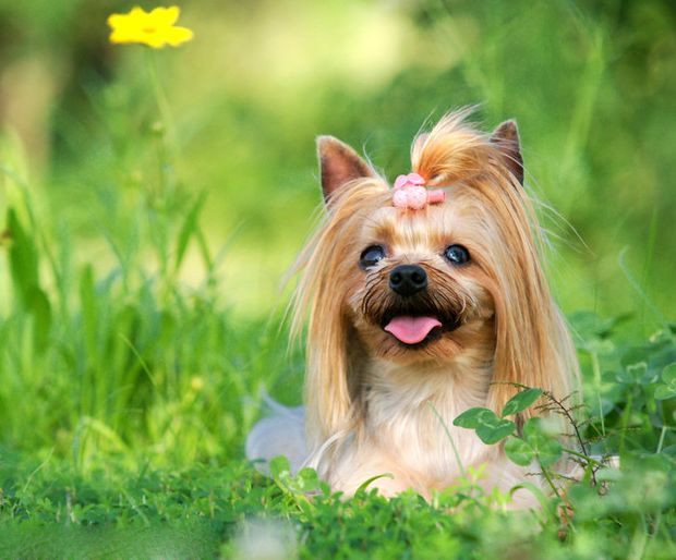 小型宠物狗价格，小型犬品种及价格详单