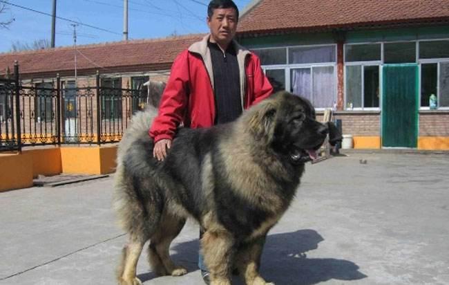 高加索犬能长多少斤?看看这些大个子是怎么长成的