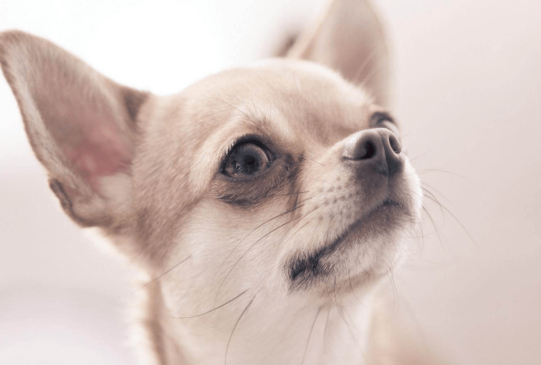 怎么训练吉娃娃,宠主速成方法在这里