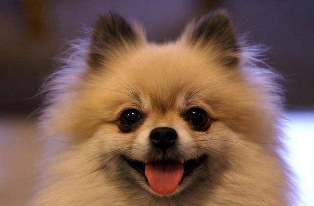 狗狗发情怎么办?做好这些方面的事项