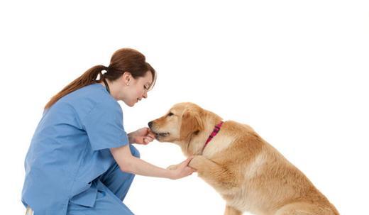 金毛犬怎么训练，这几个步骤轻松搞定