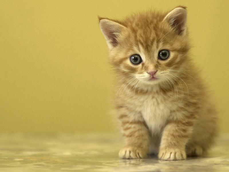 猫吃什么猫粮好?根据猫的习性来吧