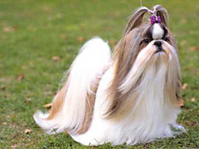 西施犬吃什么,这些讲究你了解吗