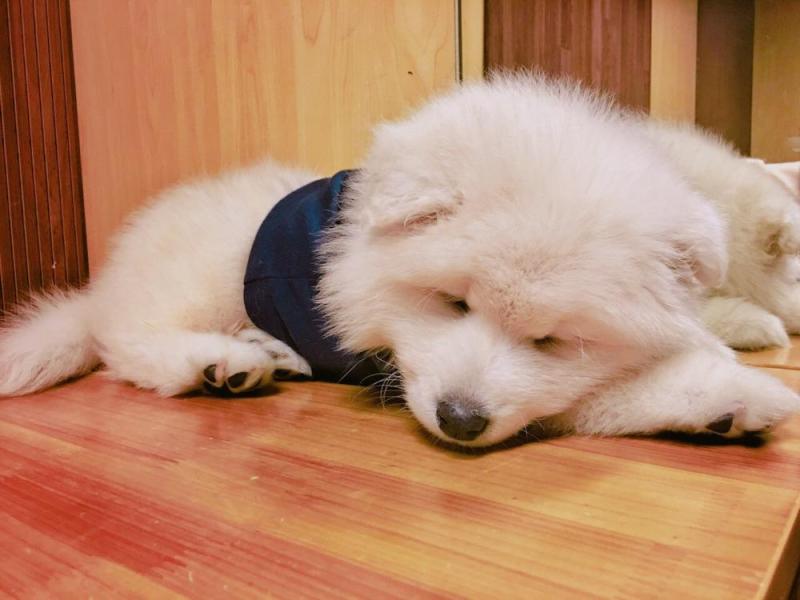 养萨摩耶要注意什么?这几点尤其重要