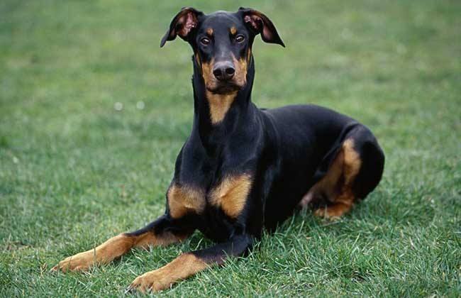 怎样训练杜宾犬,教你实用简单小技巧