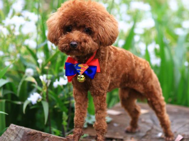 泰迪能吃苹果吗?泰迪能吃什么水果